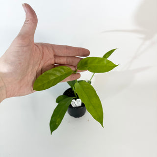 Hoya solokensis [#2177]