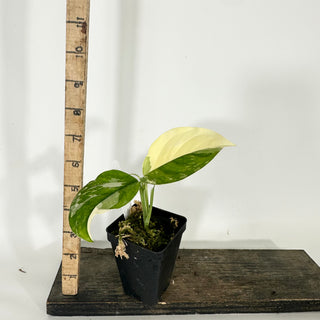 Z-4750 - Monstera lechleriana variegated