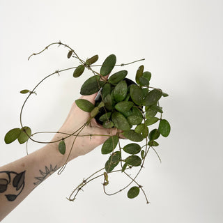 Hoya sp. GPS-7240 [#2386]