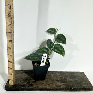 Z-4942 - Scindapsus pictus 'Black Mamba'