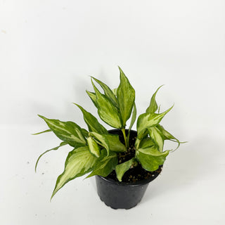 Hoya polyneura (inner variegated) [#2384]