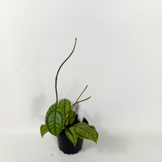 Hoya callistophylla 'Vena' [#1726]