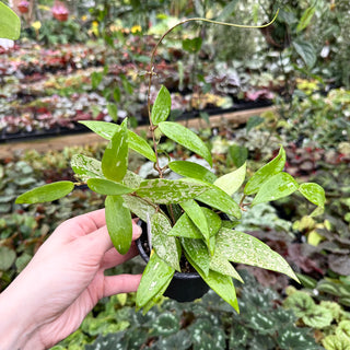 Hoya sp. Indonesia (splash)