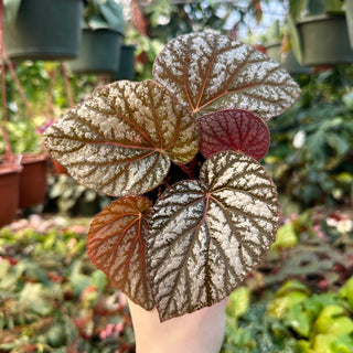 Begonia U501