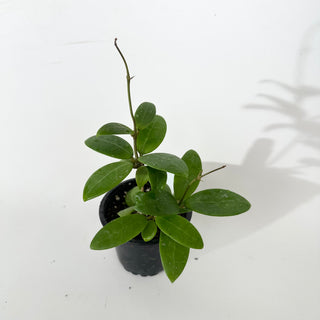 Hoya sp. Phu Yen (splash)