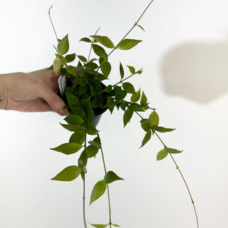 Hoya microstemma (NS11-145) [#2180]