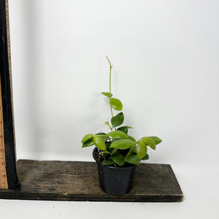 Hoya aeschynanthoides [#2411]