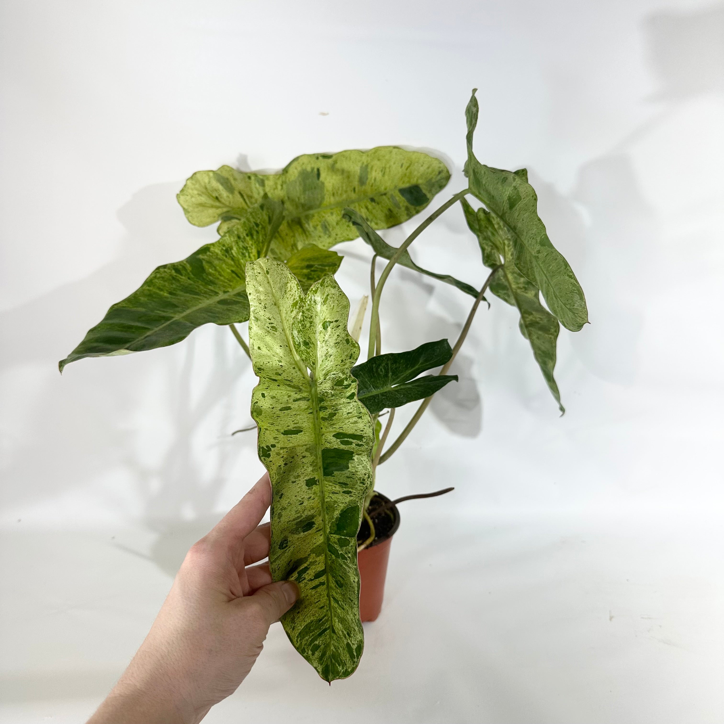 paraiso verde philodendron for sale Philodendron 'Paraiso Verde'