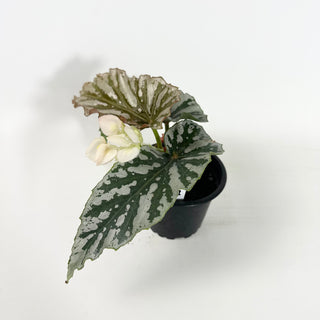 Begonia 'Silver Beauty' [#2151]