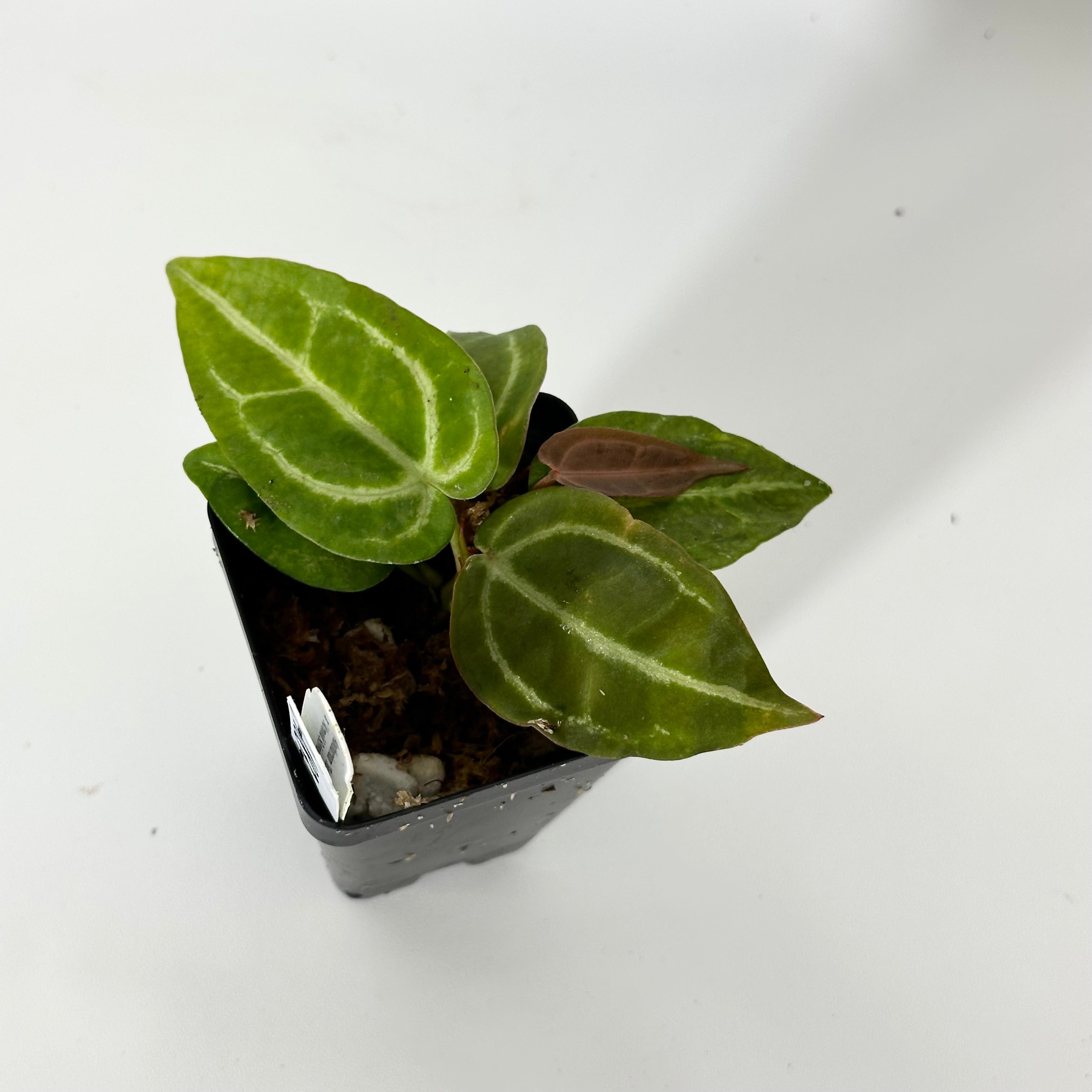 Z-4834 - Anthurium 'Tezula Dreamweaver'/dorayaki x 'Arnold