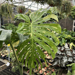 Z-2240 - Monstera deliciosa "Thai Constellation" - 10in Pot XXL