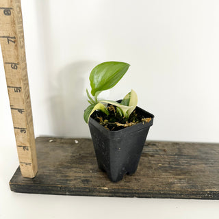 Z-5312 - Scindapsus pictus 'Rubicon'