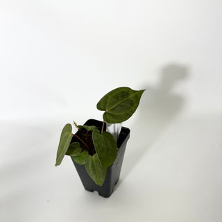 Anthurium SKG red crystallinum x 'Amelia's Delight' [#1671]