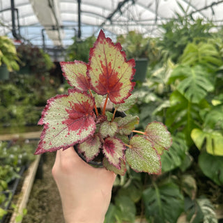 Begonia 'Spitfire'