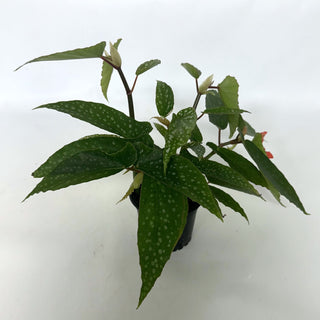 Begonia 'Olei Silver Spot'