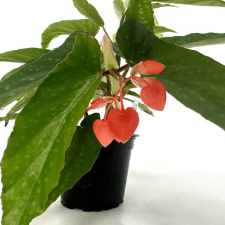 Begonia 'Olei Silver Spot'