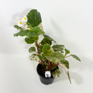 Begonia cucullata (variegated) "Pink Mint" [#2094]