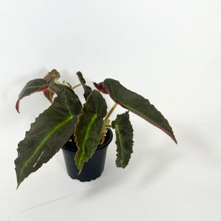 Begonia 'Magdalene Madsen'