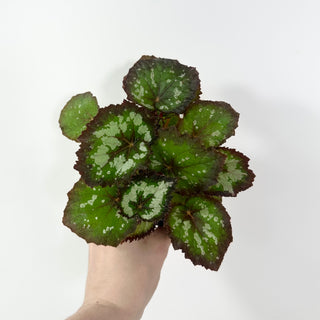 Begonia 'Randy MK2' [#2055]