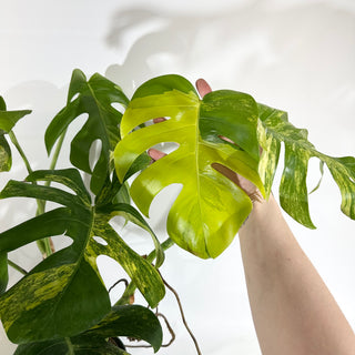 Monstera deliciosa 'Marmorata' - 2 Plants [#1969]