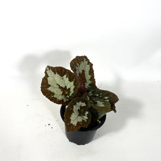 Begonia rex (putzey) [#2171]