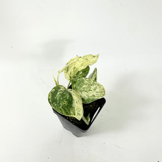 Scindapsus pictus ‘Mangurai’ variegated