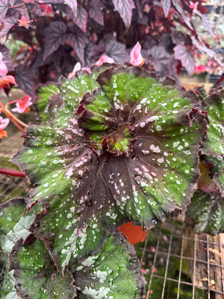 Begonia 'Steve's Leaves Wow'