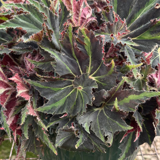 Begonia 'Texas Red Star'