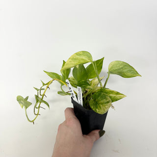 Z-5156 - Epipremnum aureum 'Alta Voltagem'