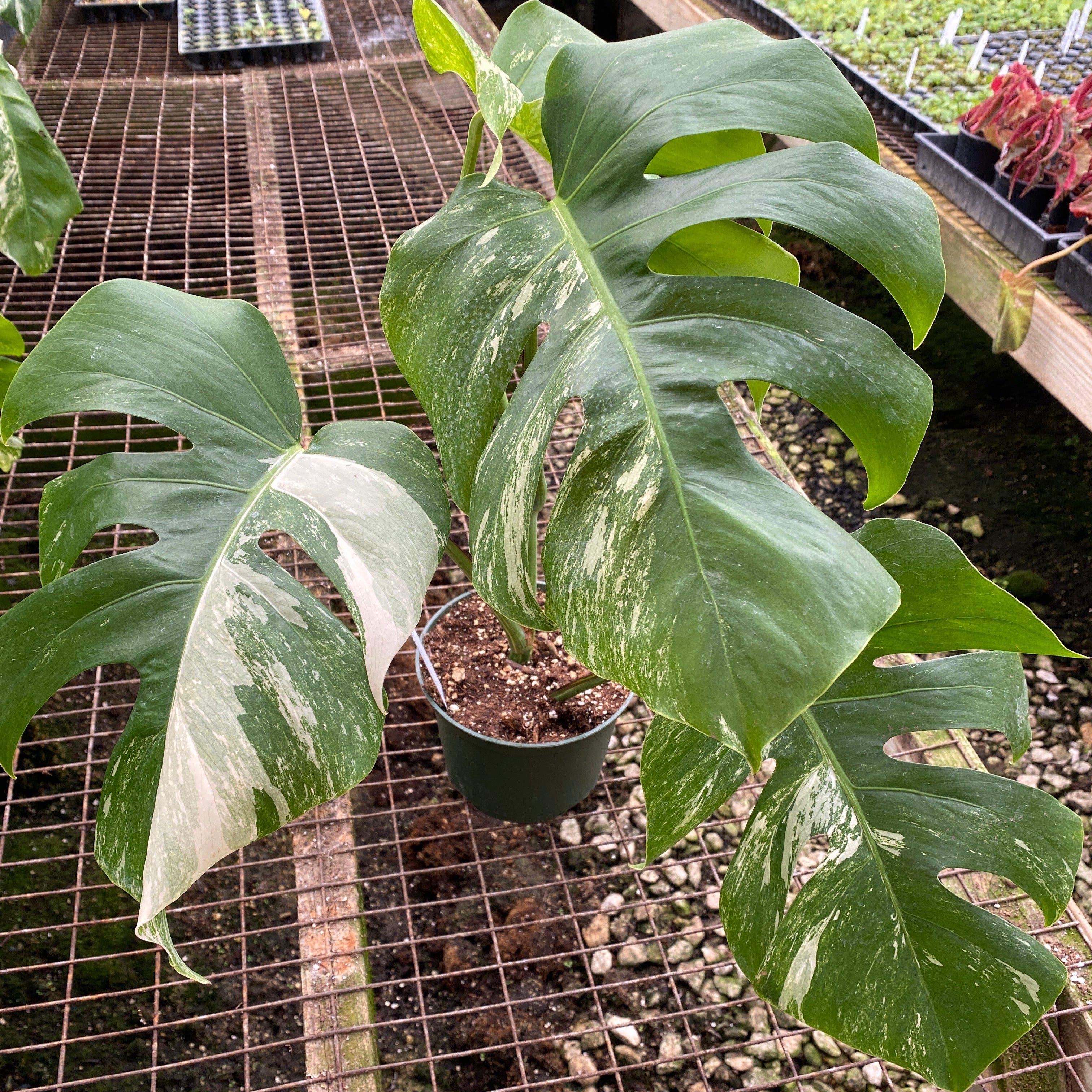 pictures of monstera deliciosa Monstera Deliciosa Albo-Variegata with Bold Colors