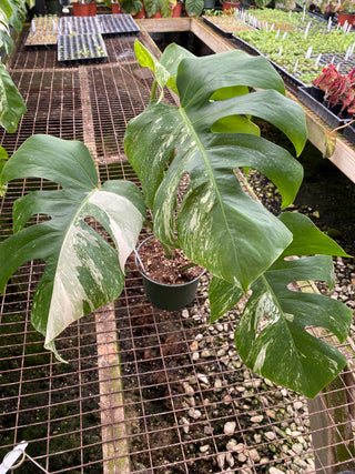 Monstera deliciosa var. borsigiana albo-variegata