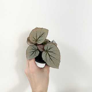 Begonia 'Rice Paper' [#1730]