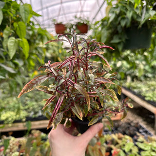 Alternanthera ficoidea ‘Red Threads’