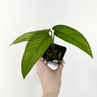 Monstera barrieri