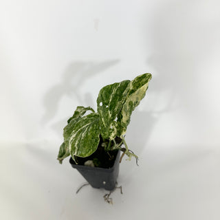 Z-4658 - Amydrium zippelianum variegata