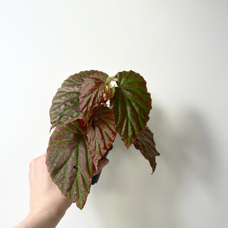 Begonia "Crazy Pink" [#2012]