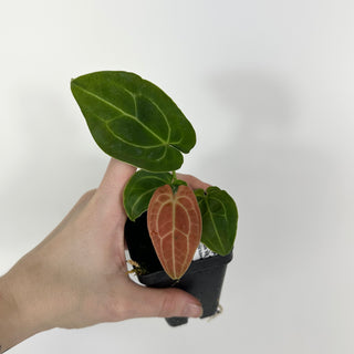 Anthurium 'Big Bertha' x 'Arnold Schwarzenegger' [#2076]
