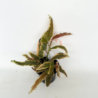Begonia 'Dainty Spray' (Sport) [#2046]