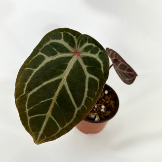 Anthurium 'Zara'/'Michele' x 'Doc Block Lineage' [#1346]