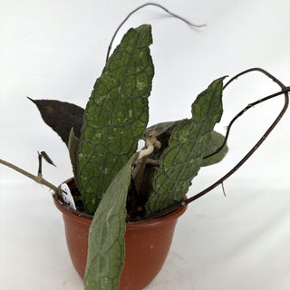 Z-2241 - Hoya clemensiorum - 6in Hanging Basket