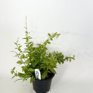 Hoya microdwarf (NS 12-323) [#2368]