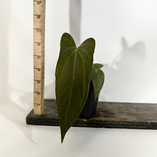 Anthurium 'Not The Mama' x unknown [#1903]