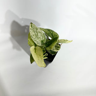 Z-4971 - Scindapsus pictus ‘Mangurai’ variegated