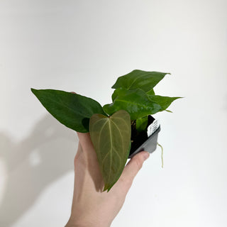 Anthurium Wu papillilaminum x indo portillae [#1893]