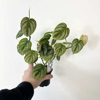 Z-5226 - Philodendron aff. brandtianum