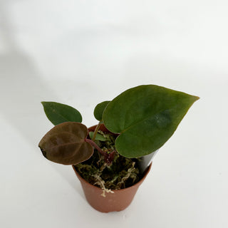 Z-4425 - Anthurium 'Dimples' x self - 2 Seedlings