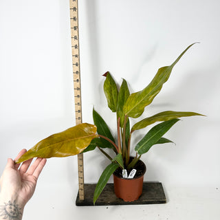 Philodendron 'Orange Marmalade' (Non-TC) [#2346]