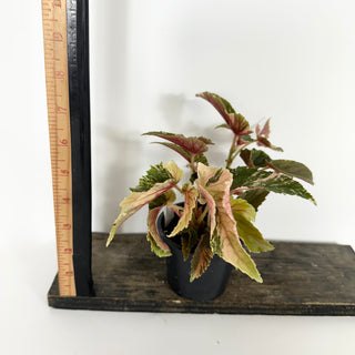 Begonia 'Ginny Galaxy' [#2174]