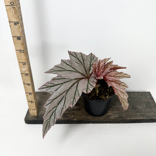 Begonia 'Lamoon' [#1815]