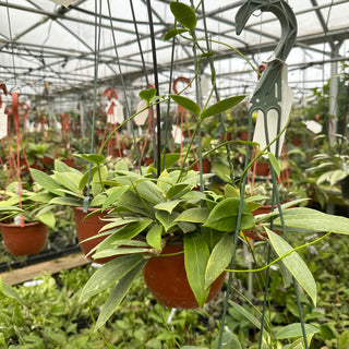 Hoya mindorensis (Yellow Flower)